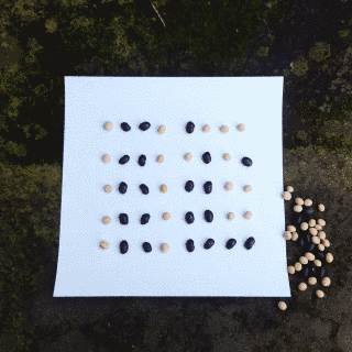 photo showing a square piece of paper with black and soy beans over it. they are arranged in five rows of 8 beans each, with different combinations in each row.