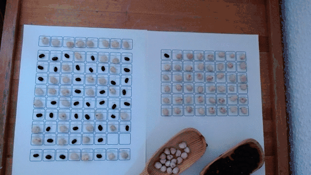 a sequence of four frames showing two paper boards with black and soy beans in them: the one in the left contains the processing cells, and the one in the right looks like a screen composed of soy beans except for one, which seems to be moving from the top left corner to the bottom and right.